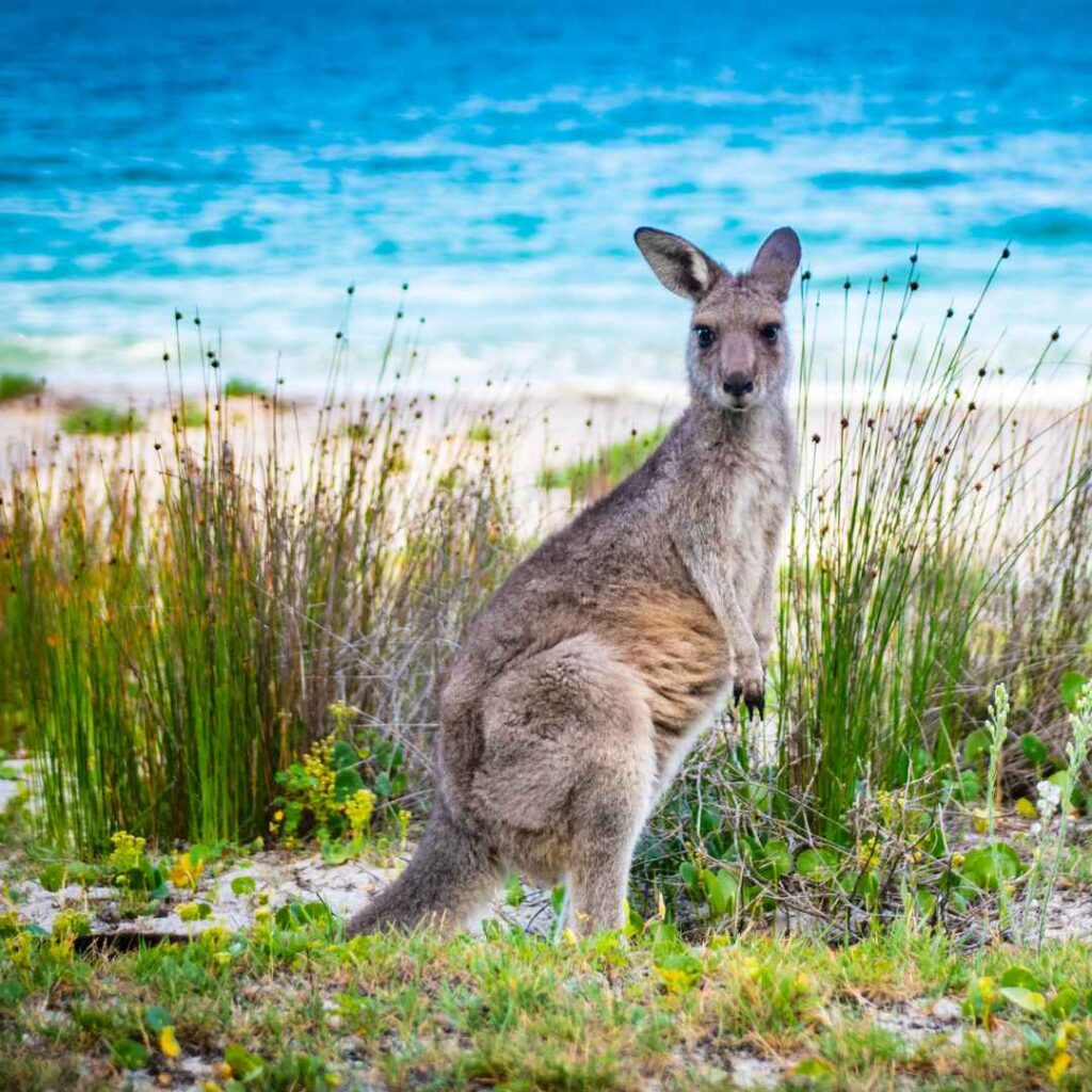 Kangaroo with bright blue sea in the distance, Australia.