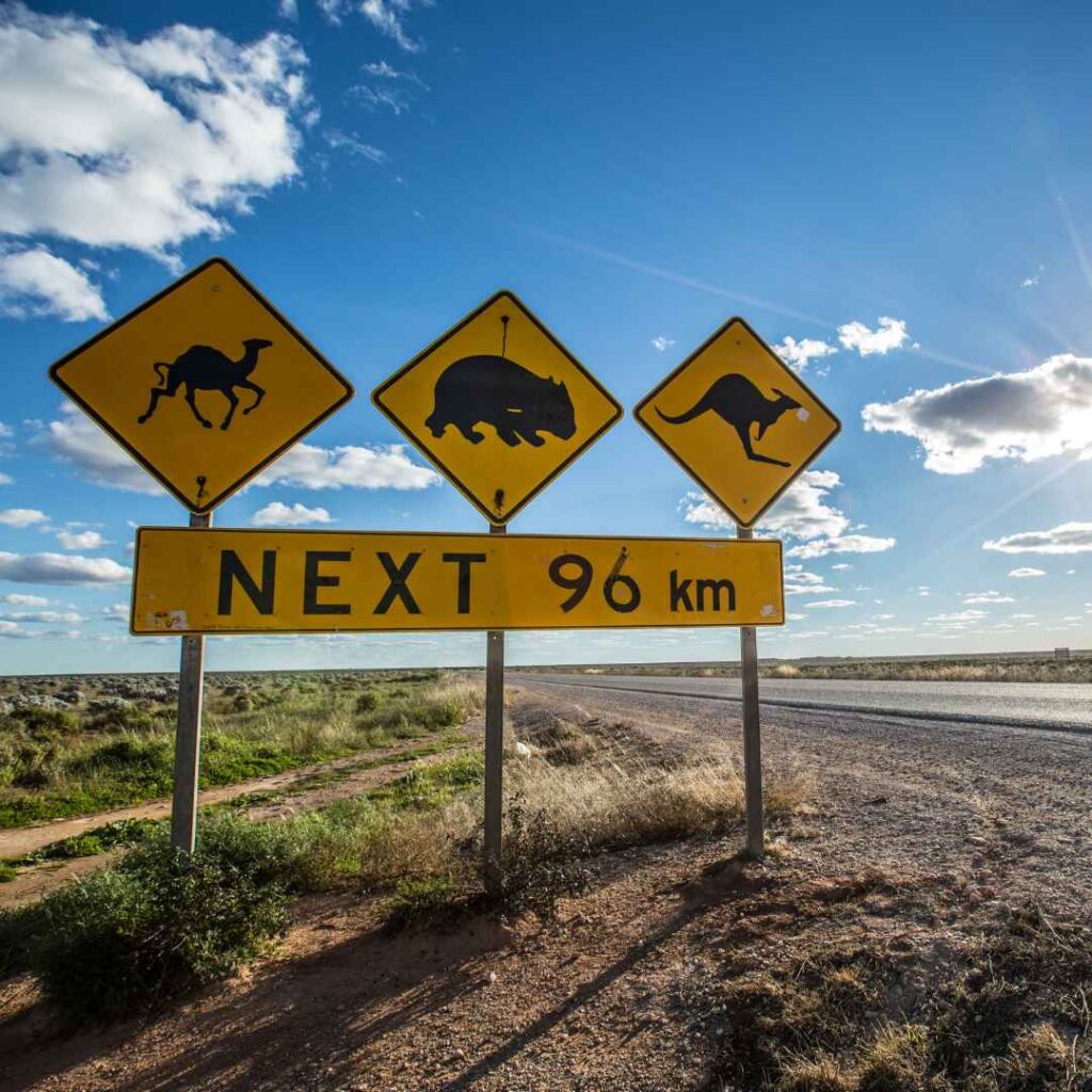 Signs on road highlighting the animals you may see in the next 96km in Australia. Animals include Kangaroo and Camel.