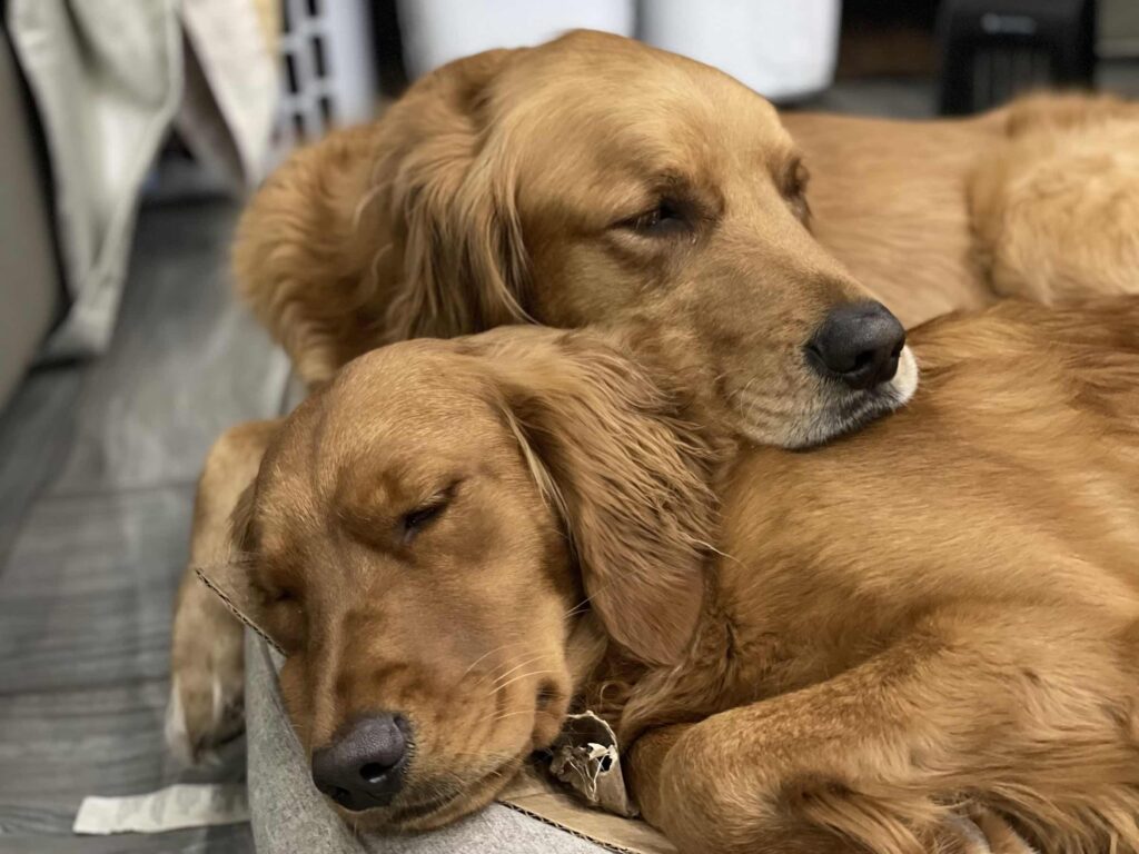 cute dogs cuddling