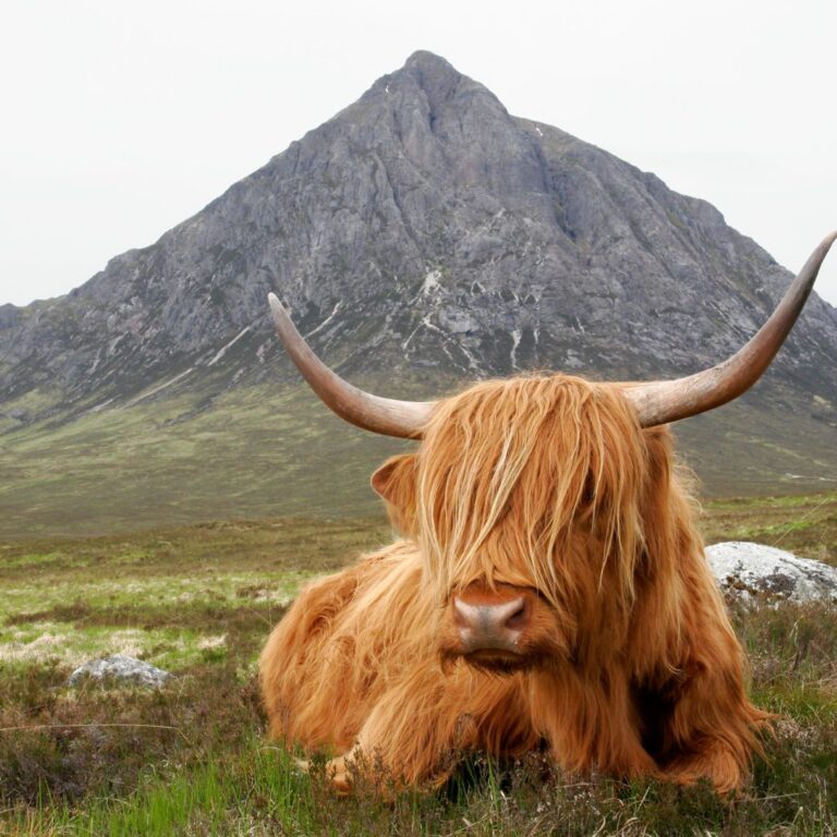 Highland Cow, Scotland, UK