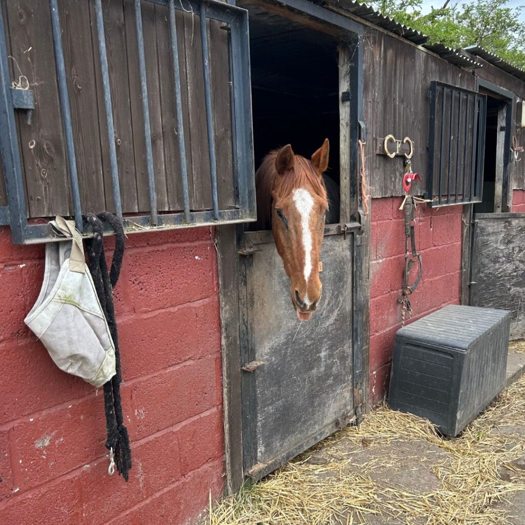 Fred the Horse, UK