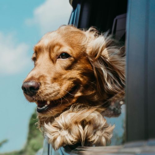 English Cocker Spaniel in a car with the wind blowing in his hair, a very happy dog! Now settled in his new home after a seamless relocation with Santa Fe.